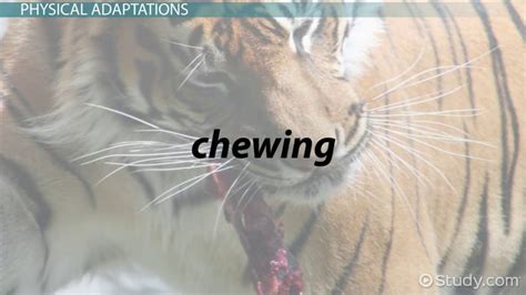 Carnivores Around The World 2025 𝚆𝚊𝚝𝚌𝚑 With Family
