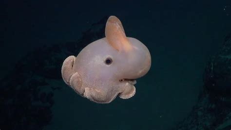 Operation Hadal 2025 𝚆𝚊𝚝𝚌𝚑 With Friends
