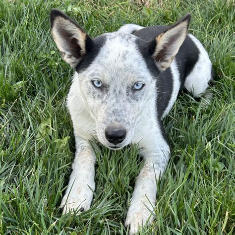 Black Dog 2025 𝚆𝚊𝚝𝚌𝚑