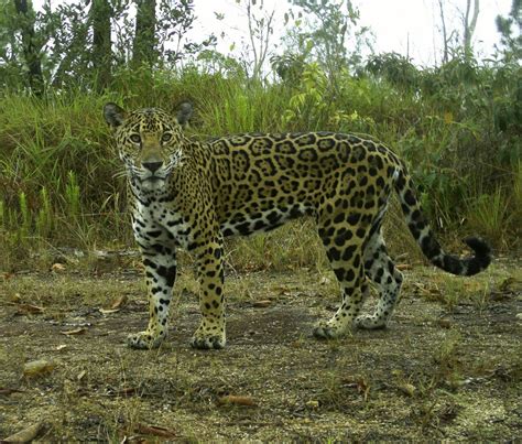 Carnivores Around The World 2025 𝚆𝚊𝚝𝚌𝚑 On New Platforms
