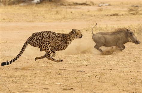 Carnivores Around The World 2025 𝚆𝚊𝚝𝚌𝚑 In HD
