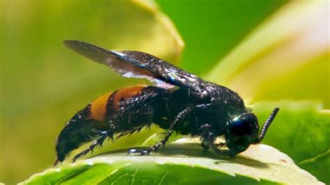 Dangerous Animals 2025